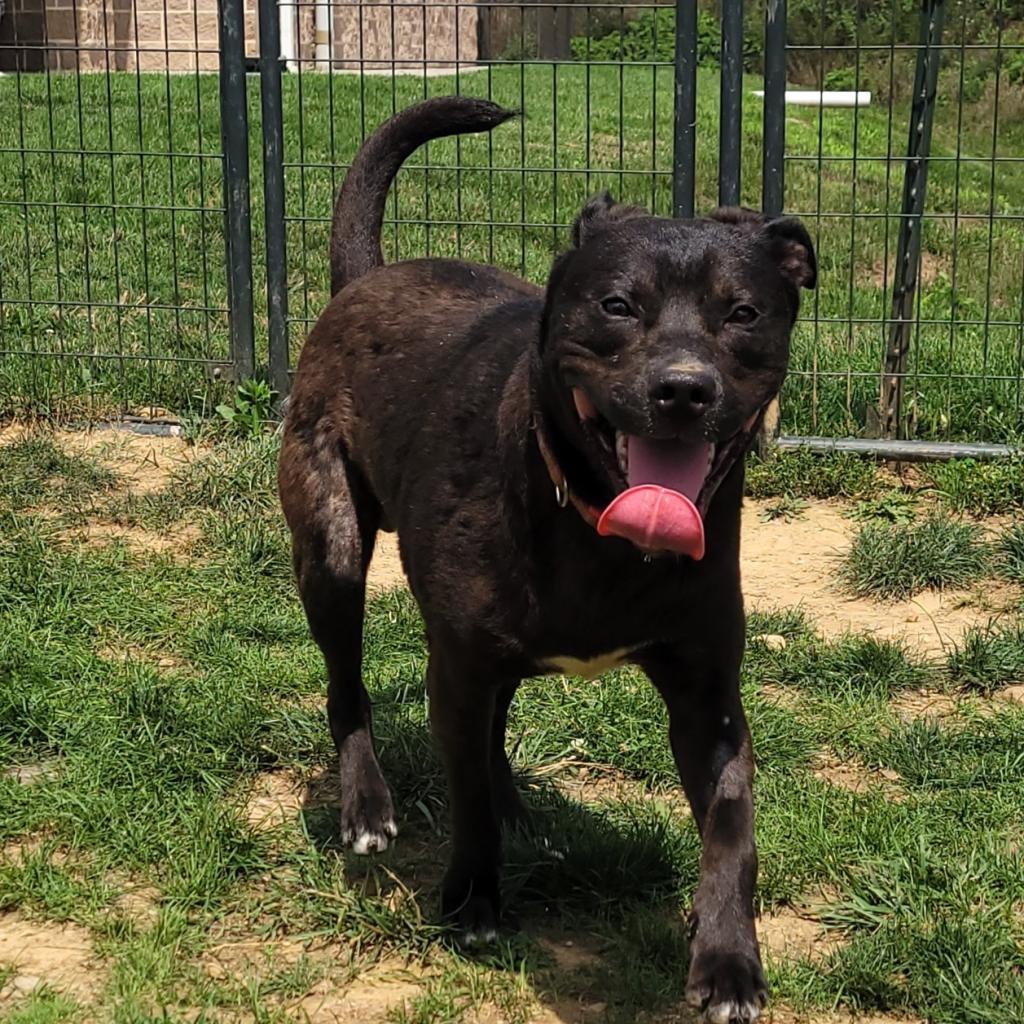 Tango, an adoptable Black Labrador Retriever in Waynesboro, PA, 17268 | Photo Image 5