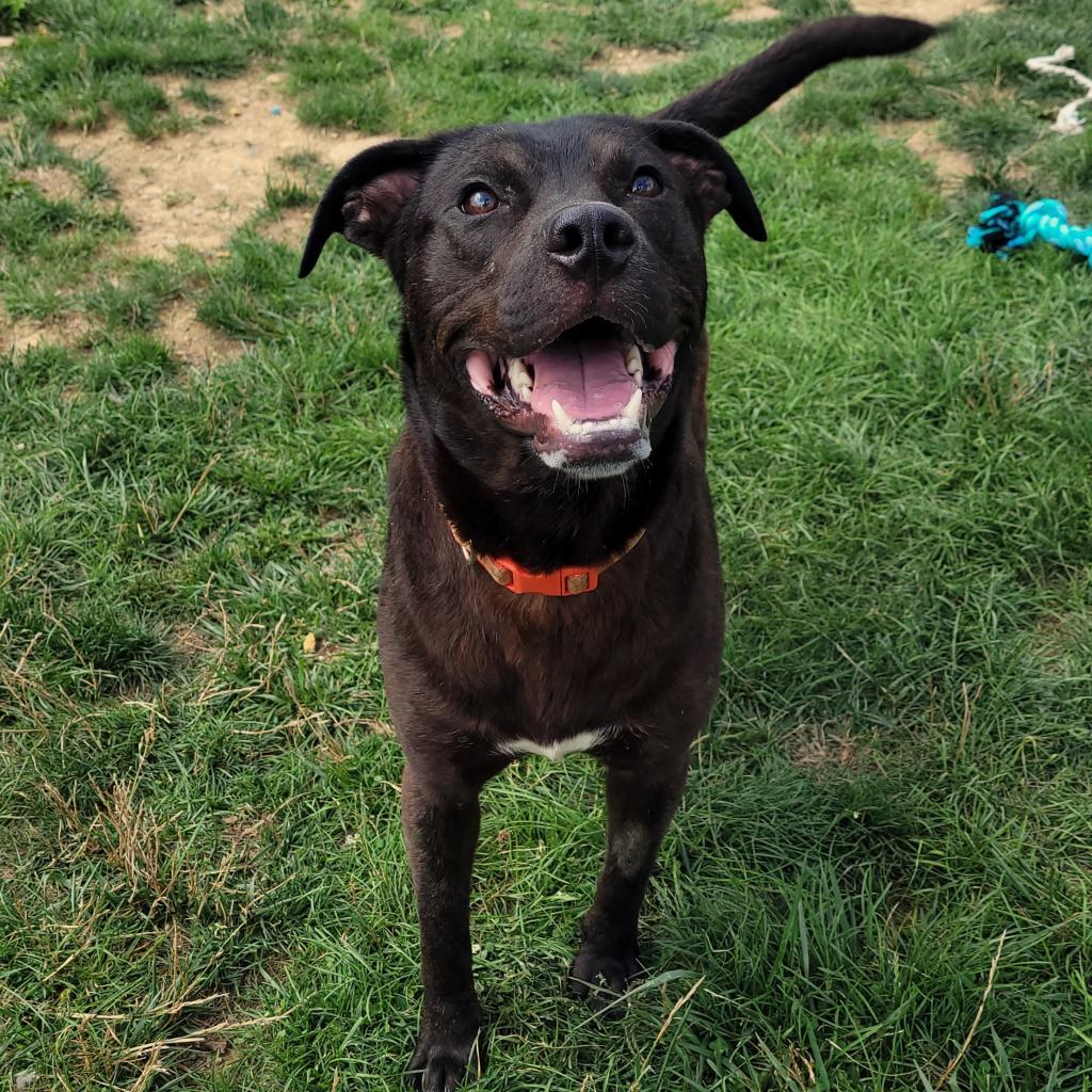 Tango, an adoptable Black Labrador Retriever in Waynesboro, PA, 17268 | Photo Image 6