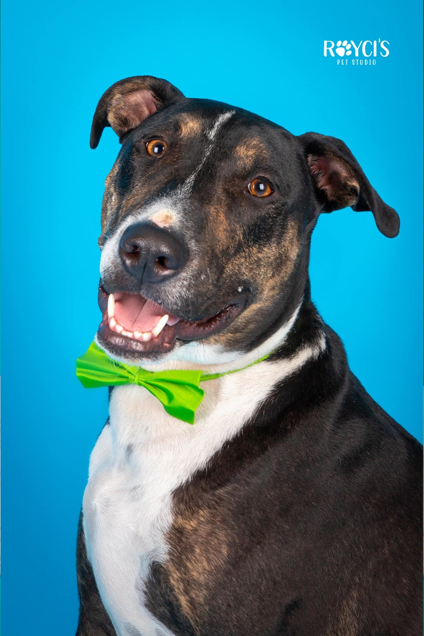 Tase, an adoptable Bull Terrier in Salt Lake City, UT, 84171 | Photo Image 1