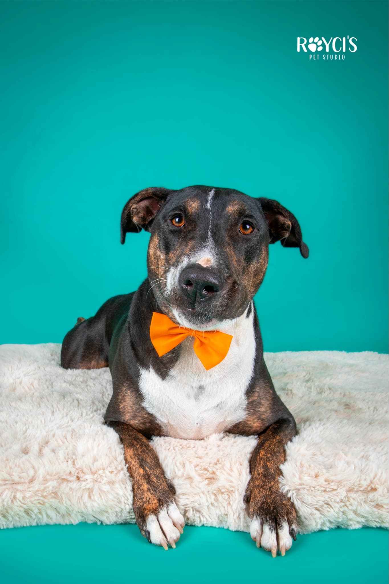 Tase, an adoptable Bull Terrier in Salt Lake City, UT, 84171 | Photo Image 2