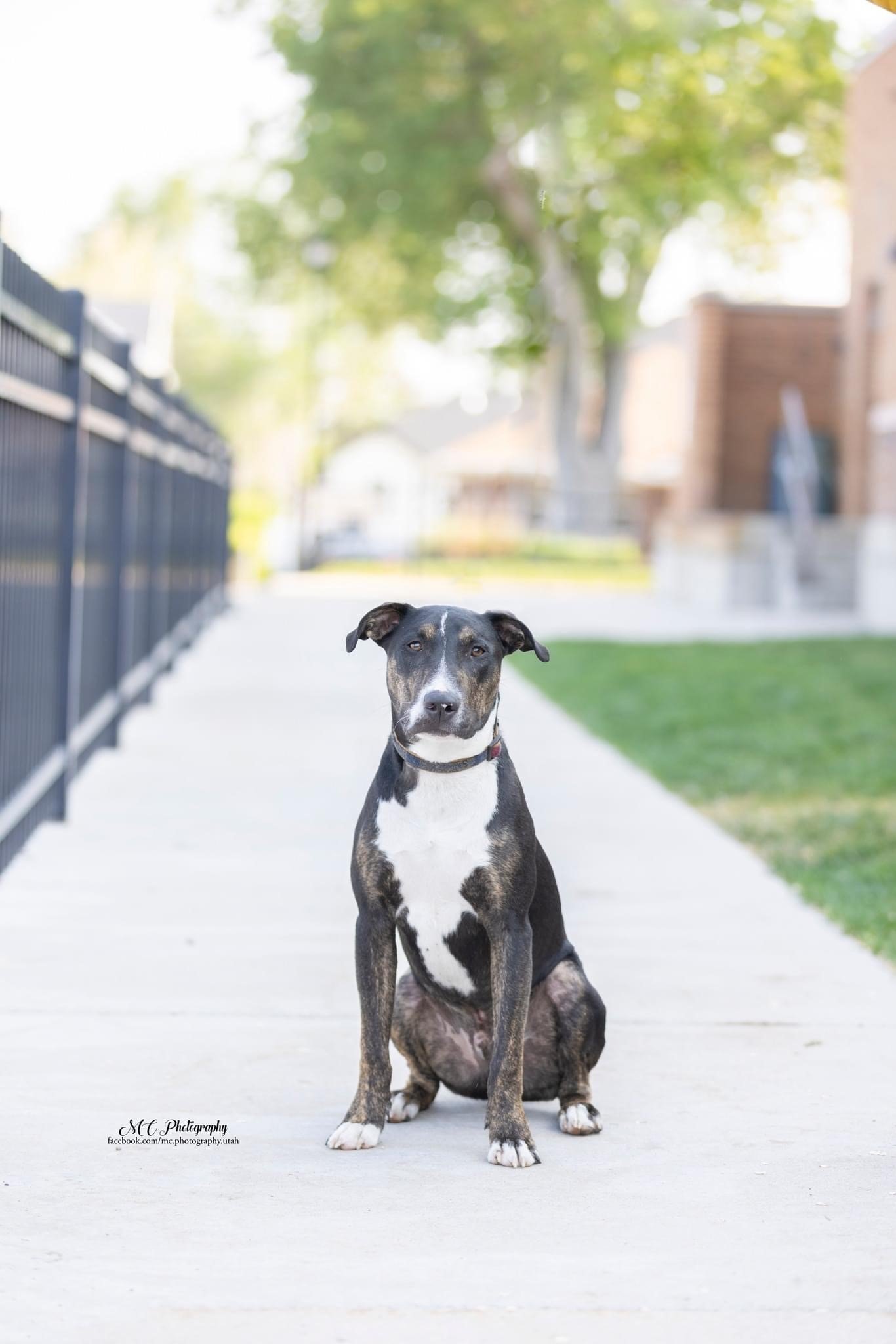 Tase, an adoptable Bull Terrier in Salt Lake City, UT, 84171 | Photo Image 3