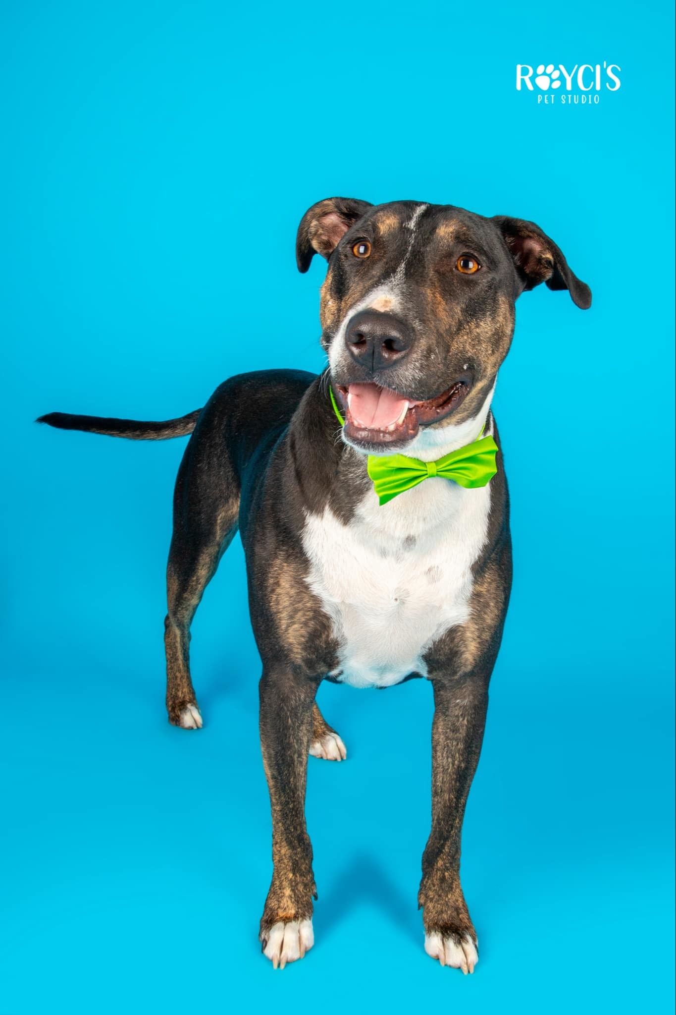 Tase, an adoptable Bull Terrier in Salt Lake City, UT, 84171 | Photo Image 3