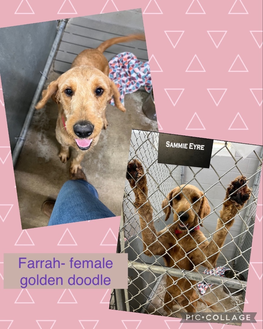 Dog for adoption Farrah , a Goldendoodle in Bryan, OH Petfinder