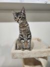 Juniper