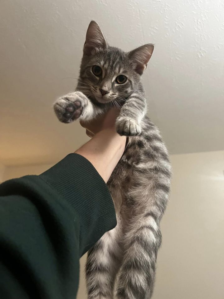 Benji 4