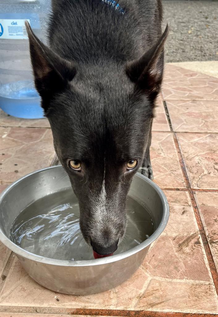 Dog for adoption Maynard, a Mixed Breed in Surrey, BC Petfinder