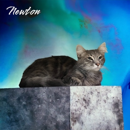 Newton, an adoptable Domestic Long Hair & Domestic Short Hair Mix in Cumberland, MD_image-1