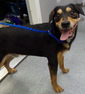 84200, an adoptable Shepherd, Mixed Breed in Nogales, AZ, 85621 | Photo Image 1
