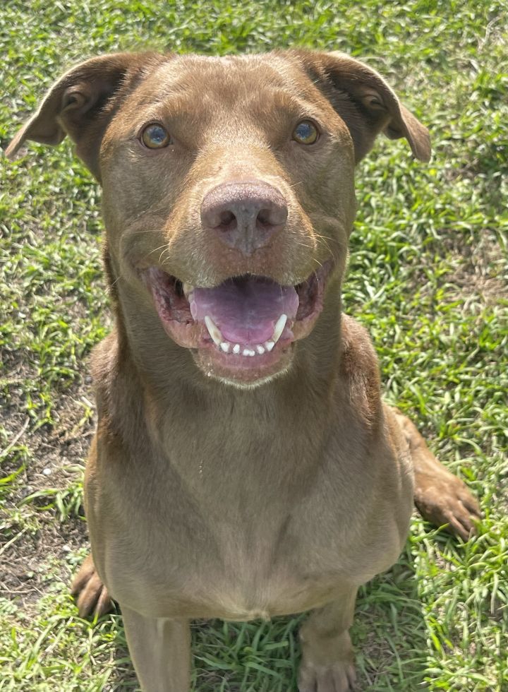 Chesapeake store retriever mix