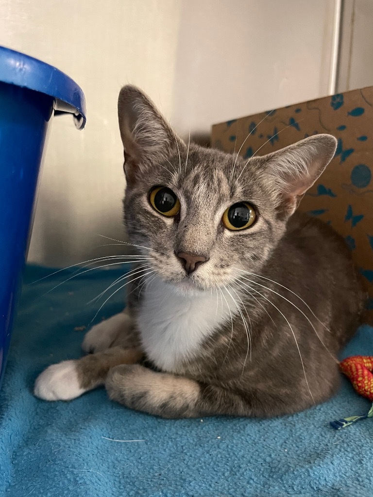 Georgia, an adoptable Domestic Short Hair in Hot Springs, AR, 71901 | Photo Image 1