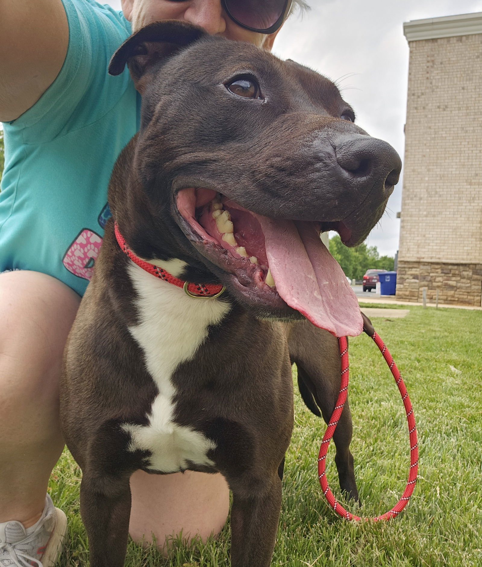 Benson, an adoptable American Staffordshire Terrier, Labrador Retriever in Thomasville, NC, 27361 | Photo Image 1