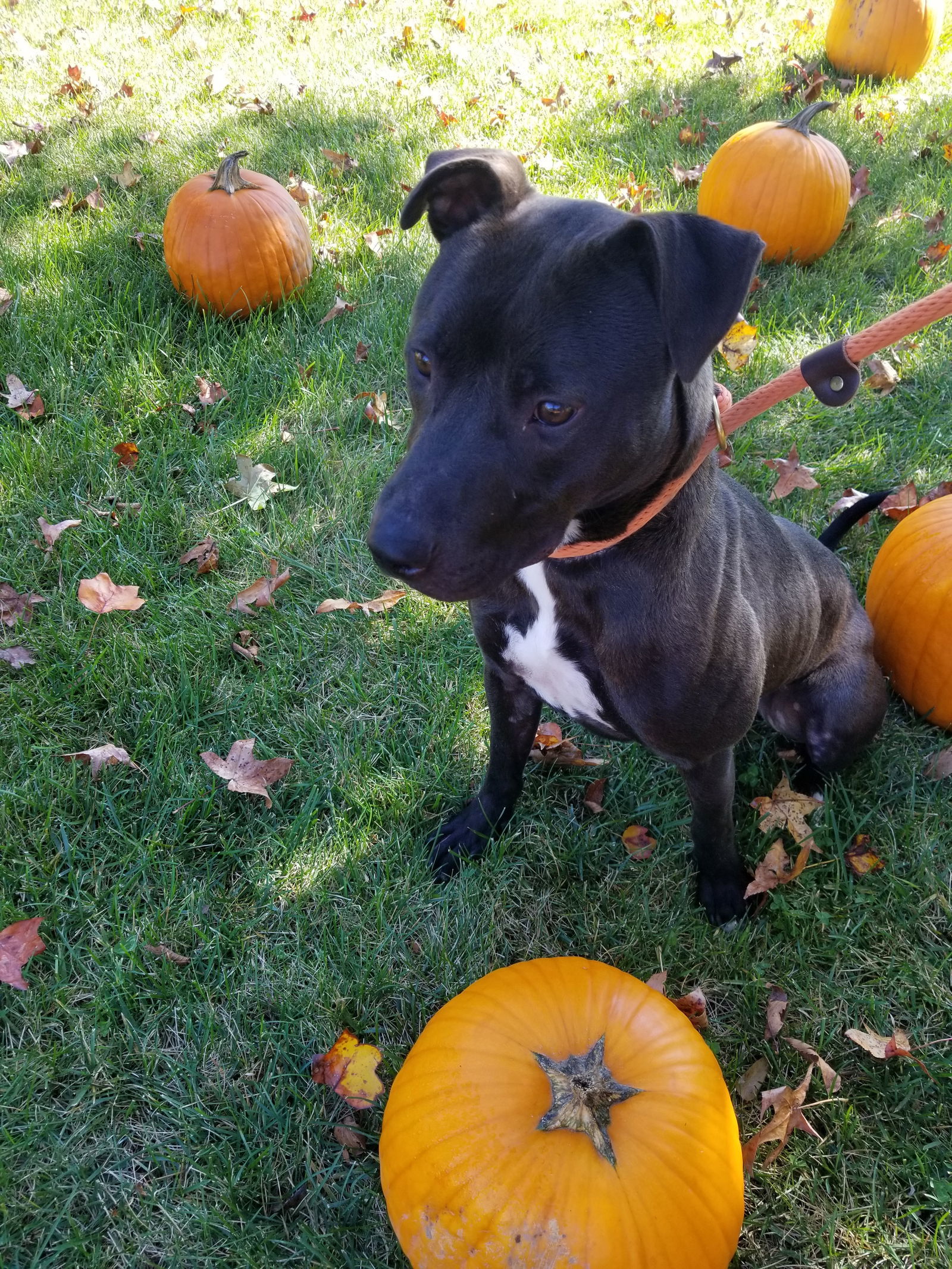 Benson, an adoptable American Staffordshire Terrier, Labrador Retriever in Thomasville, NC, 27361 | Photo Image 2