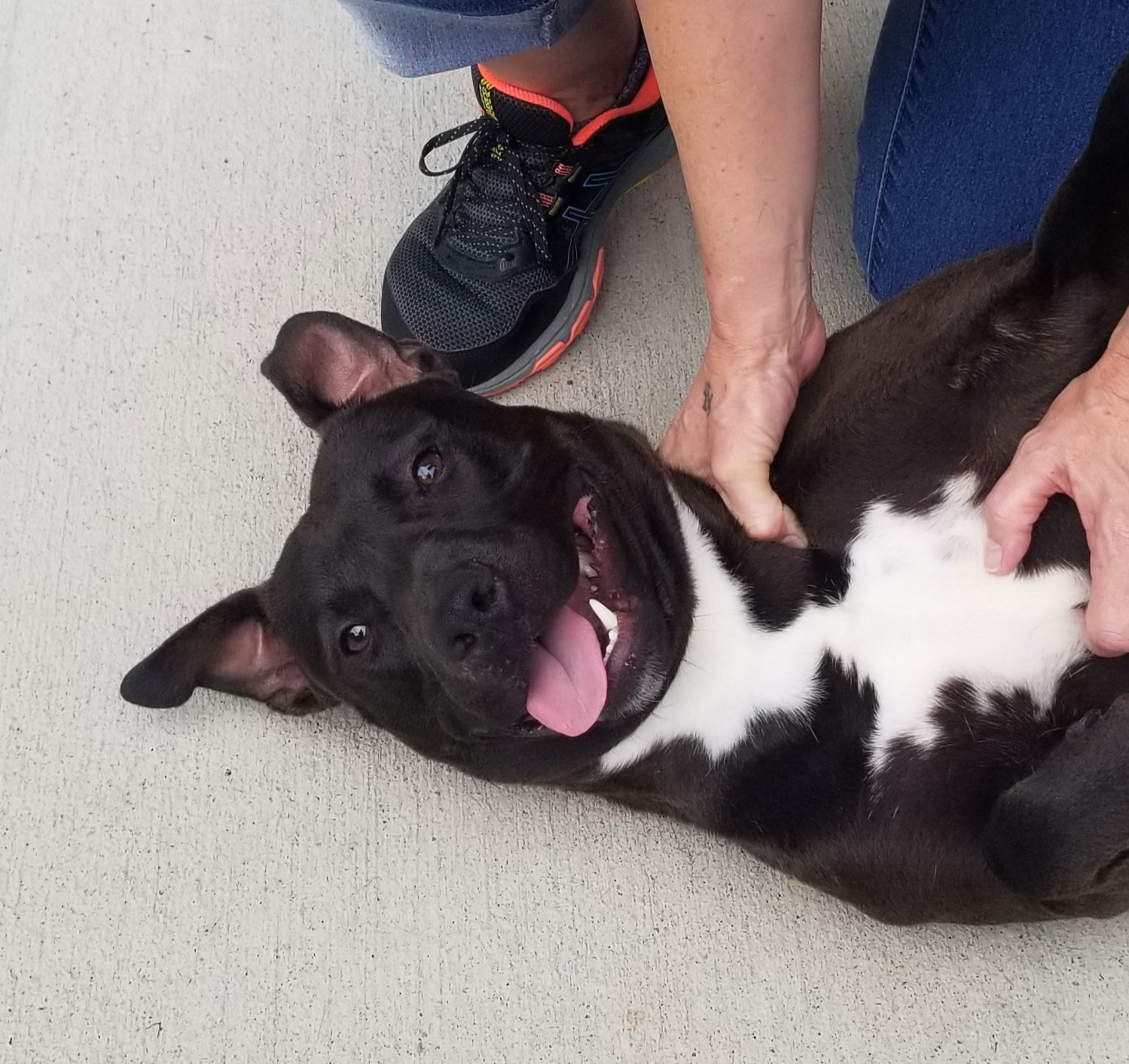Benson, an adoptable American Staffordshire Terrier, Labrador Retriever in Thomasville, NC, 27361 | Photo Image 3