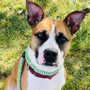 Dog for adoption - Hank, a Mixed Breed in Youngstown, OH