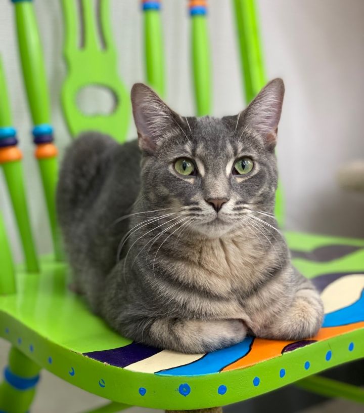Pebbles , an adoptable Domestic Short Hair in Goshen, IN_image-1