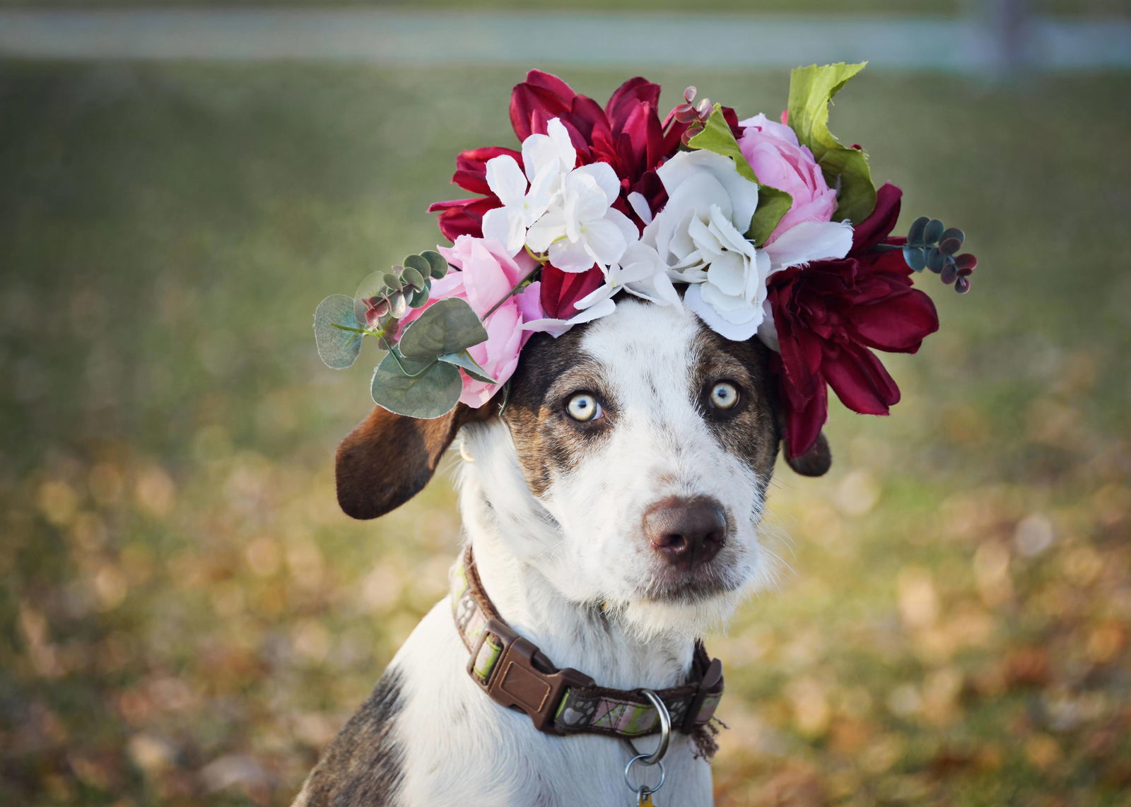 Mandrill M, an adoptable Australian Cattle Dog / Blue Heeler, Hound in Salt Lake City, UT, 84171 | Photo Image 1