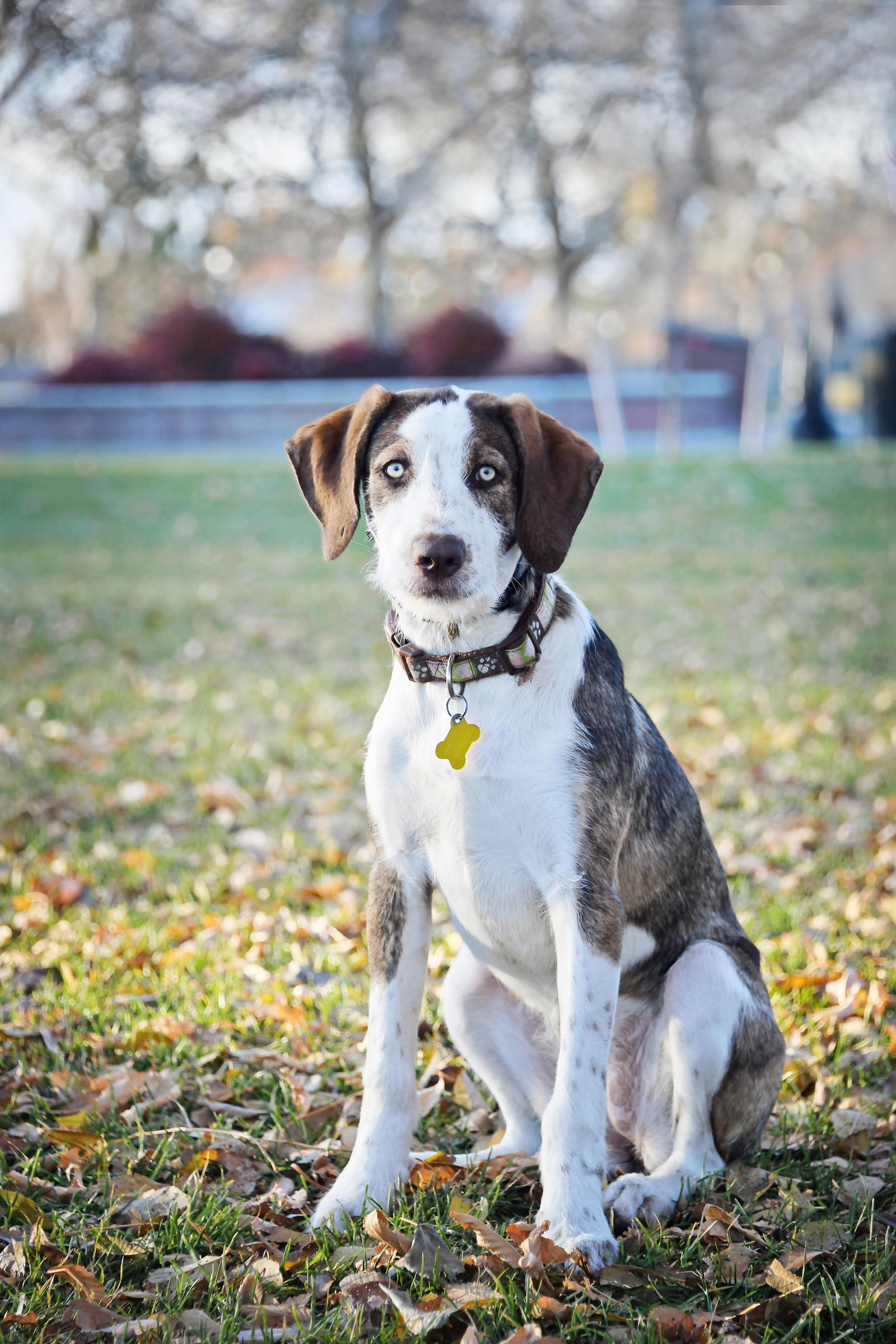 Mandrill M, an adoptable Australian Cattle Dog / Blue Heeler, Hound in Salt Lake City, UT, 84171 | Photo Image 2