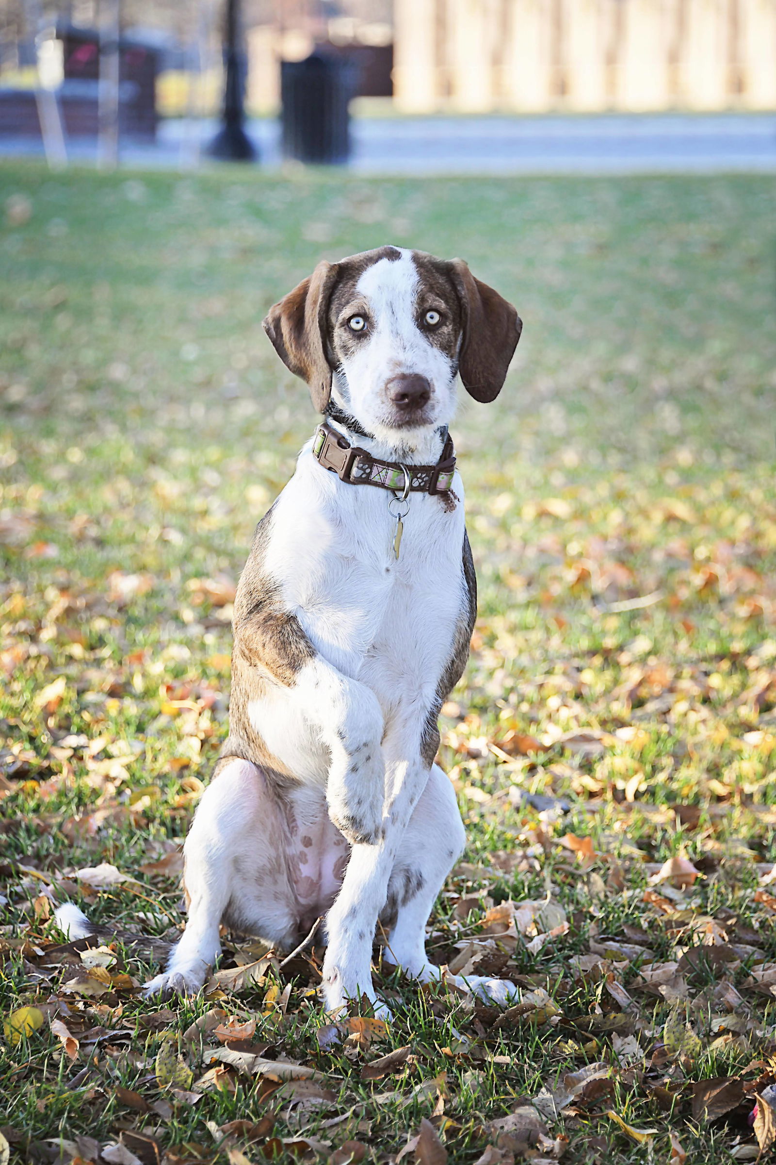 Mandrill M, an adoptable Australian Cattle Dog / Blue Heeler, Hound in Salt Lake City, UT, 84171 | Photo Image 3