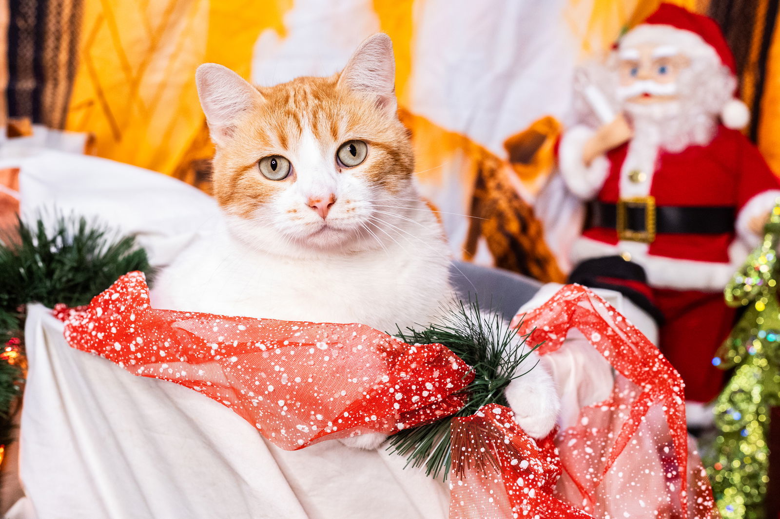 Brie, an adoptable Domestic Short Hair in Stover, MO, 65078 | Photo Image 1