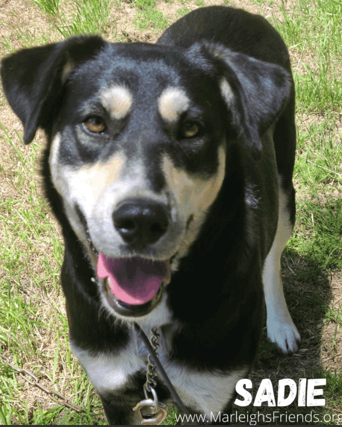 Sadie, an adoptable German Shepherd Dog & Husky Mix in Carrollton, TX_image-2