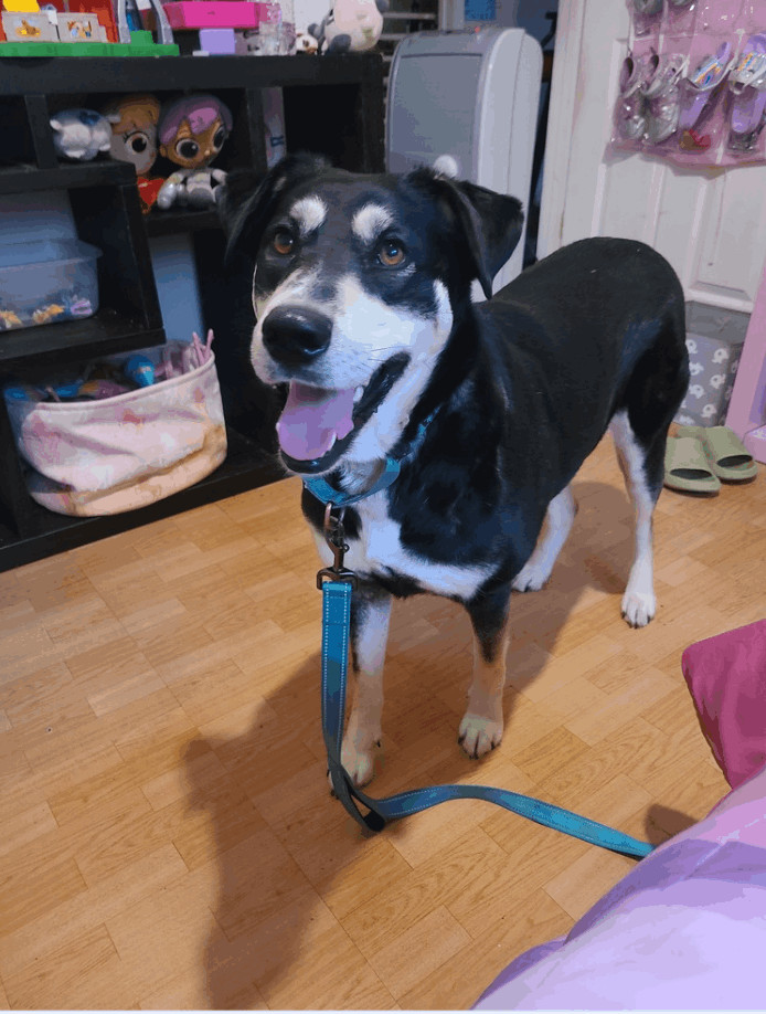 Sadie, an adoptable German Shepherd Dog & Husky Mix in Carrollton, TX_image-3