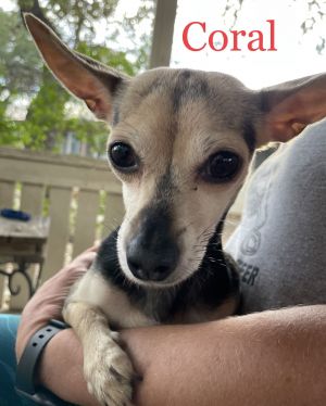 Coral, Adult Female Chihuahua