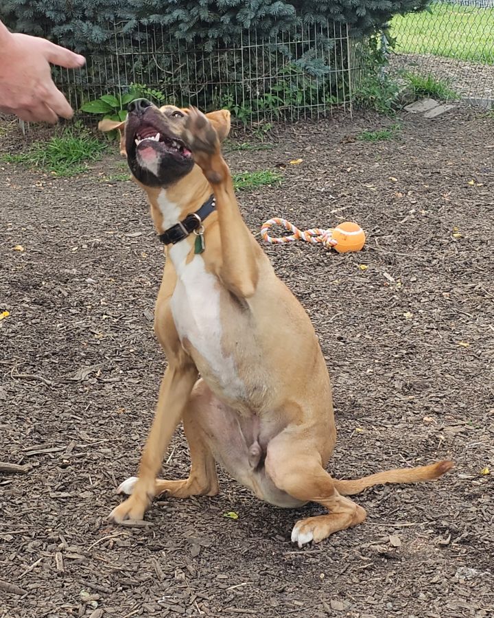 Max, an adoptable Boxer Mix in Bloomingdale, NJ_image-1