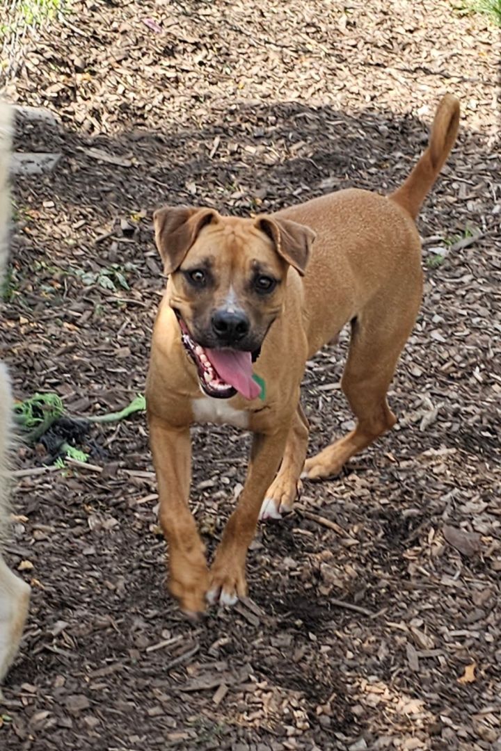 Max, an adoptable Boxer Mix in Bloomingdale, NJ_image-6