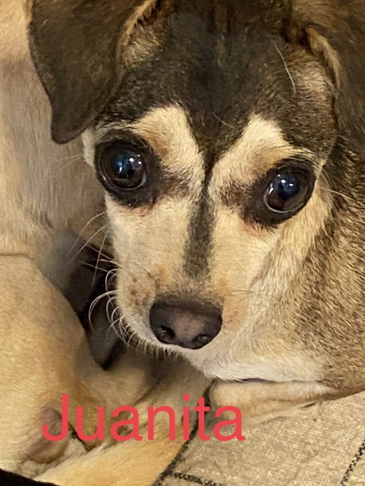 Juanita, an adoptable Chihuahua in Pipe Creek, TX_image-1