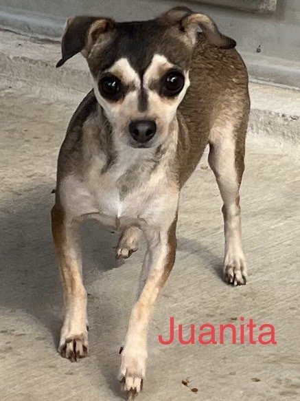 Juanita 2