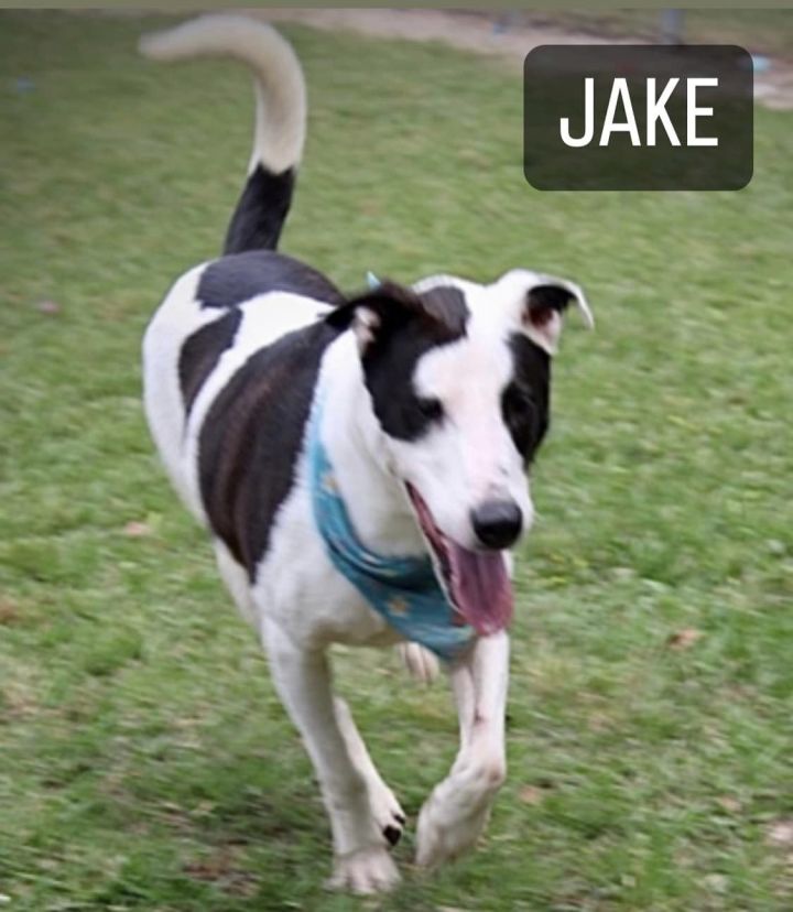Jake, an adoptable Mixed Breed in Hammond, LA_image-1