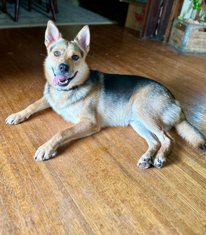 Jackson Brown (Jacks), an adoptable German Shepherd Dog Mix in Whitewright, TX_image-3