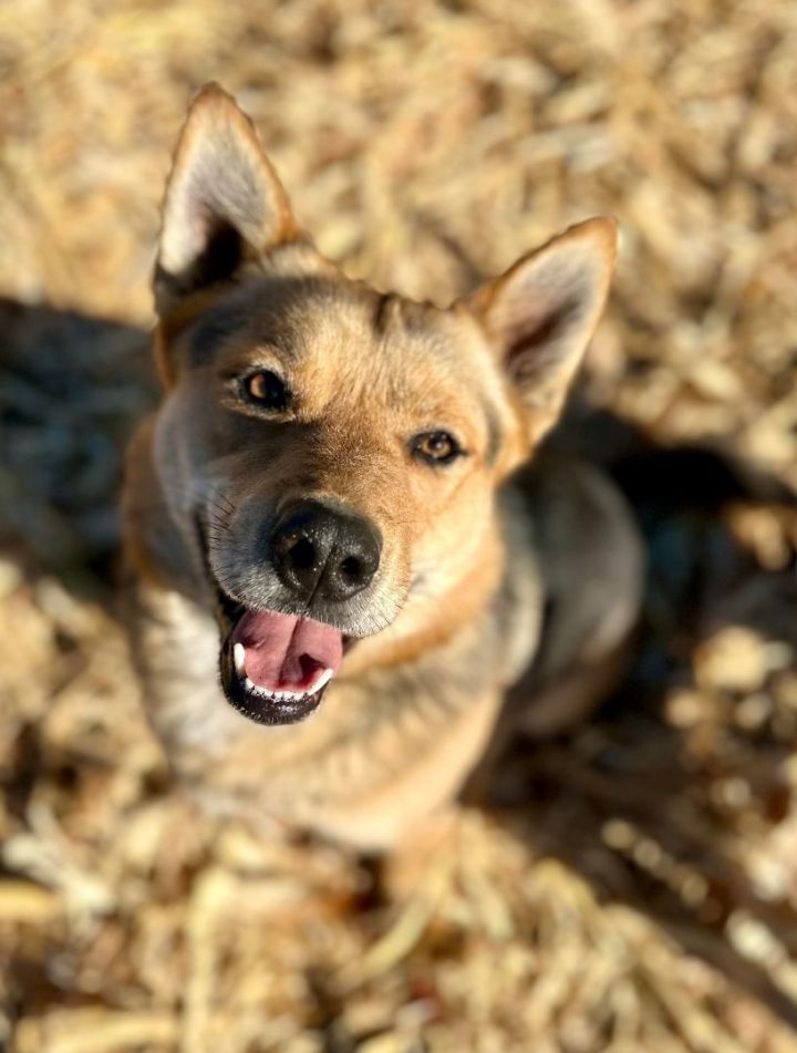 Jackson Brown (Jacks), an adoptable German Shepherd Dog Mix in Whitewright, TX_image-1