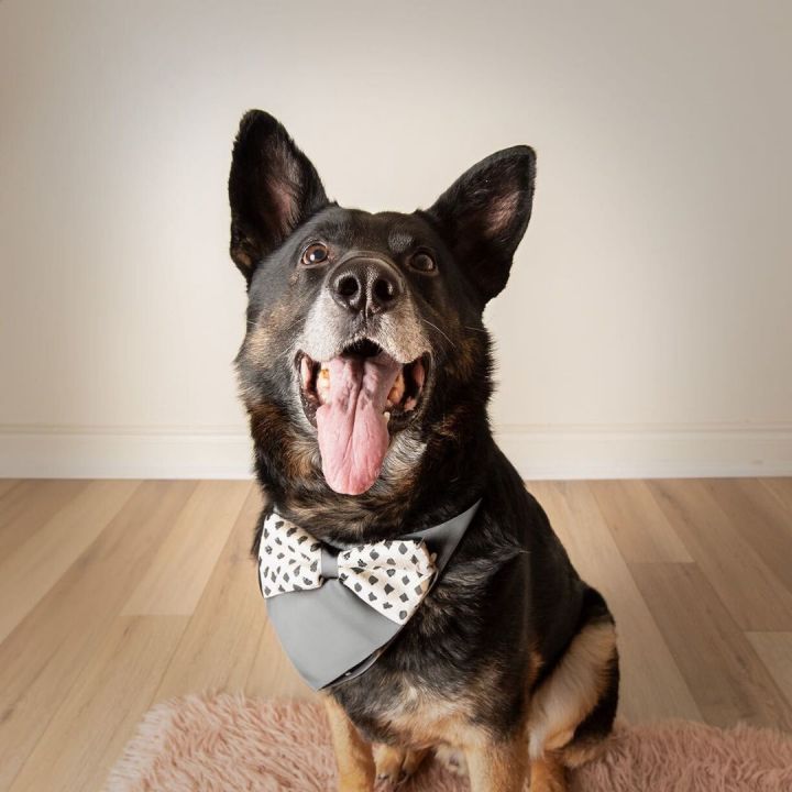 Prince, an adoptable German Shepherd Dog Mix in Toronto, ON_image-2