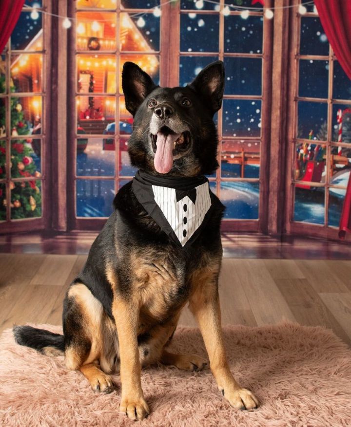 Prince, an adoptable German Shepherd Dog Mix in Toronto, ON_image-3