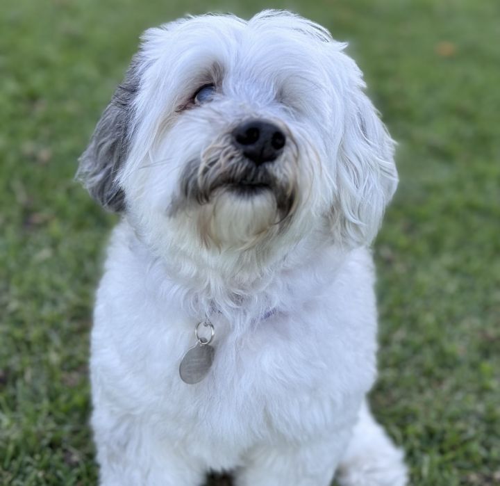 Candy #462, an adoptable Maltese Mix in Placentia, CA_image-3