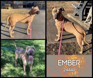 Ember here Due to landlord issues my previous owner needed to surrender me Im so scared here and i