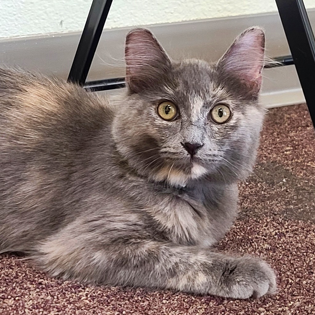 Bertie, an adoptable Domestic Medium Hair in Las Vegas, NV, 89130 | Photo Image 1