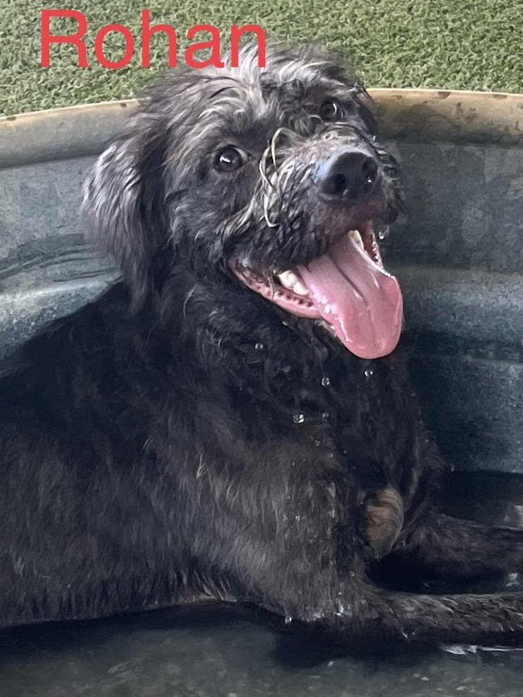 Rohan, an adoptable Schnauzer, Terrier in Pipe Creek, TX, 78063 | Photo Image 1