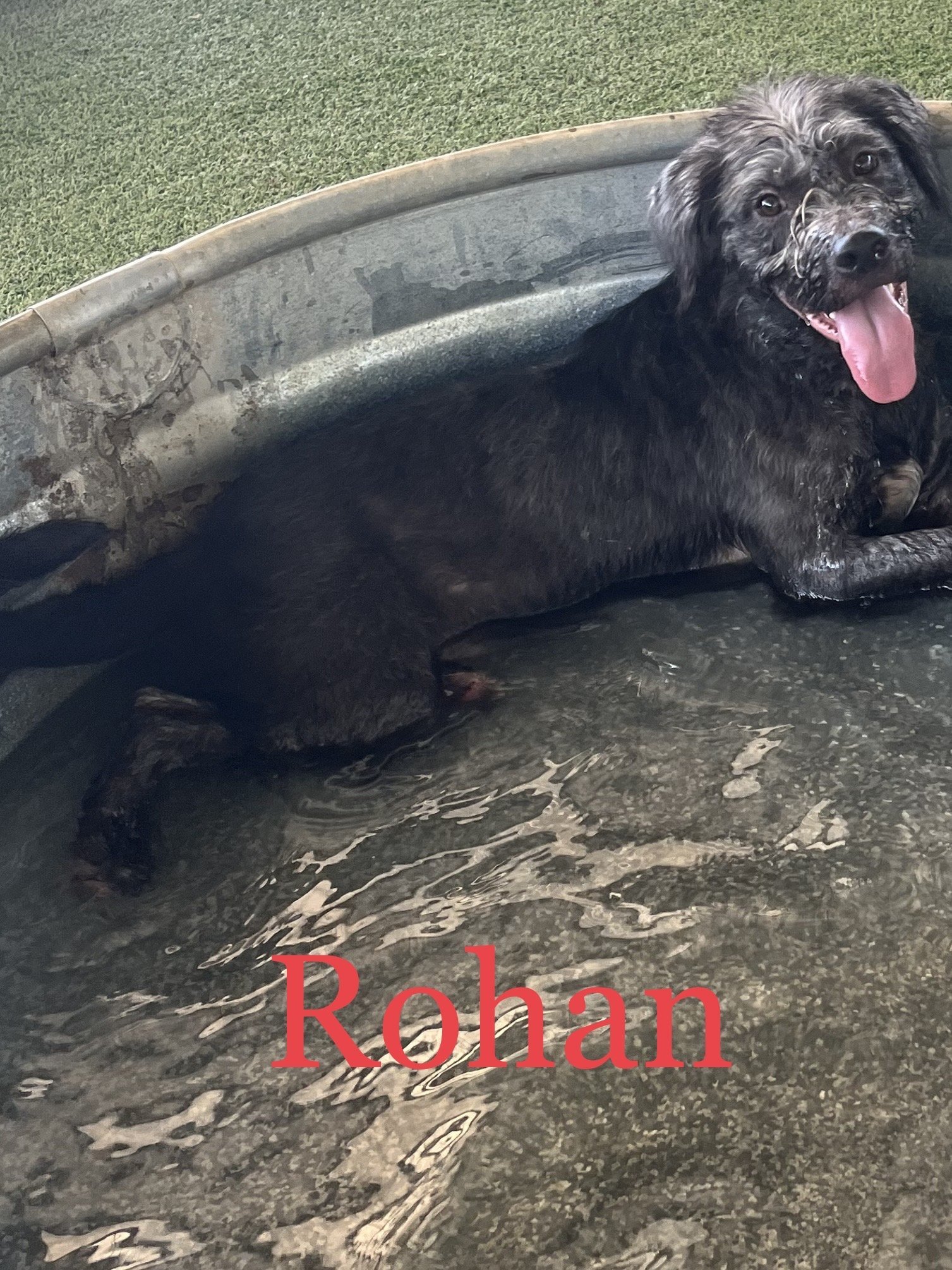 Rohan, an adoptable Schnauzer, Terrier in Pipe Creek, TX, 78063 | Photo Image 2