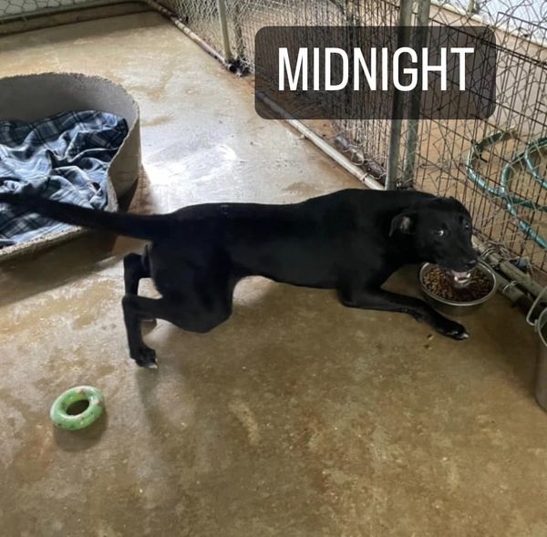 Midnight, an adoptable Labrador Retriever Mix in Hammond, LA_image-1