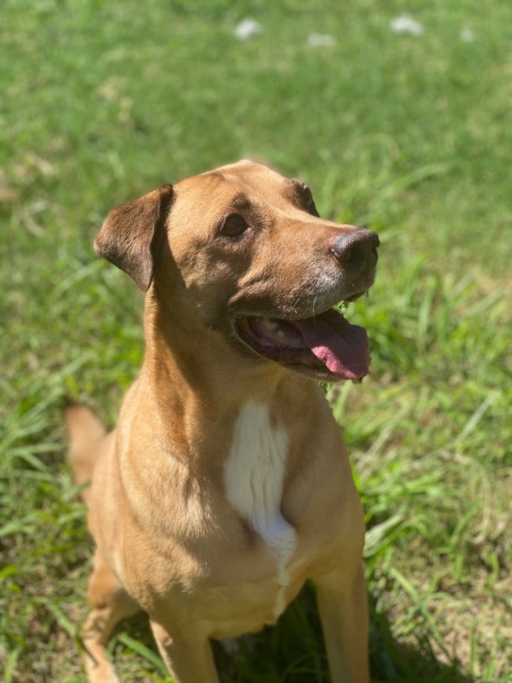 Buddy, an adoptable Mixed Breed in Warr Acres, OK_image-2