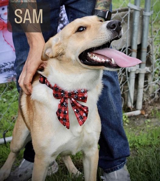 Sam, an adoptable German Shepherd Dog & Beagle Mix in Hammond, LA_image-1