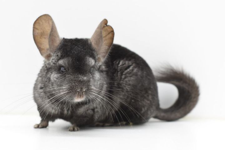 Kanye, an adoptable Chinchilla in Wolcott, IN_image-1