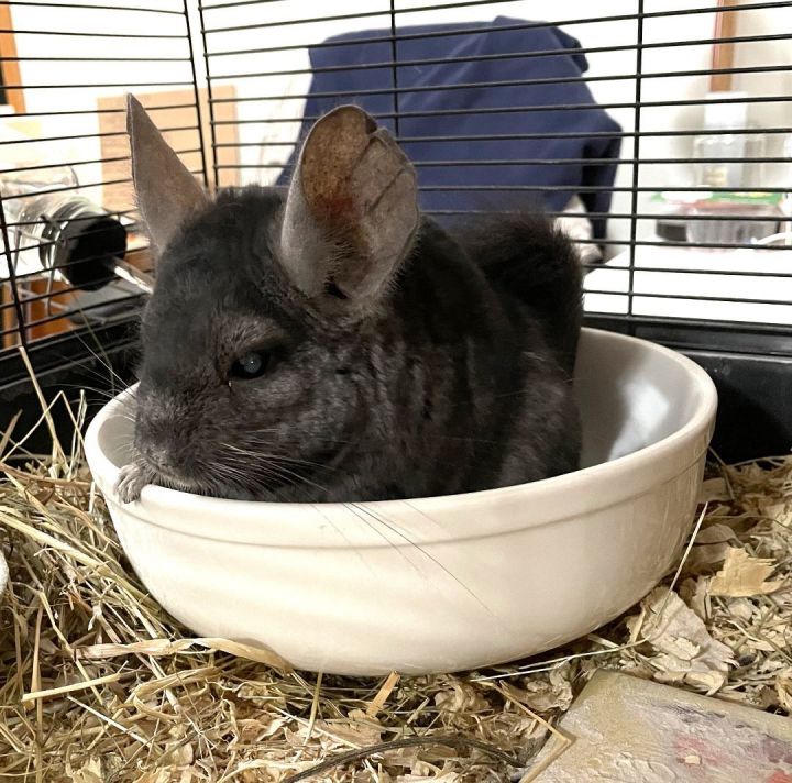 Kanye, an adoptable Chinchilla in Wolcott, IN_image-6