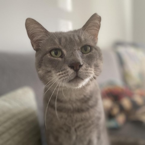 Tom, an adoptable Domestic Short Hair in Freeport, FL, 32439 | Photo Image 1