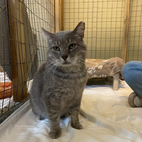 Tom, an adoptable Domestic Short Hair in Freeport, FL, 32439 | Photo Image 2