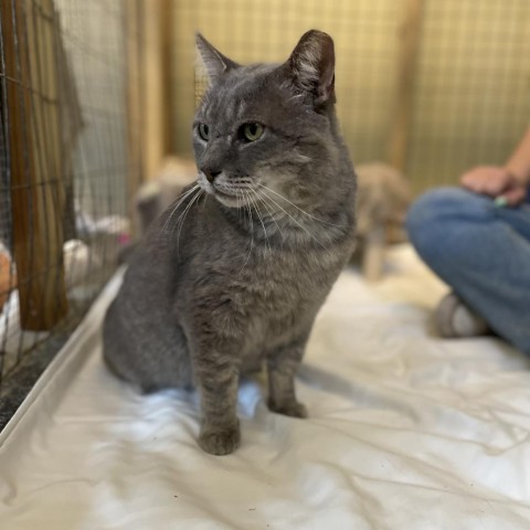 Tom, an adoptable Domestic Short Hair in Freeport, FL, 32439 | Photo Image 3