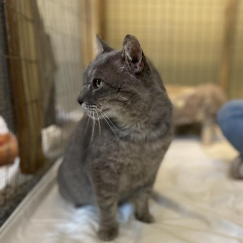 Tom, an adoptable Domestic Short Hair in Freeport, FL, 32439 | Photo Image 5