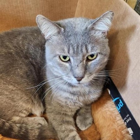 Tom, an adoptable Domestic Short Hair in Freeport, FL, 32439 | Photo Image 6